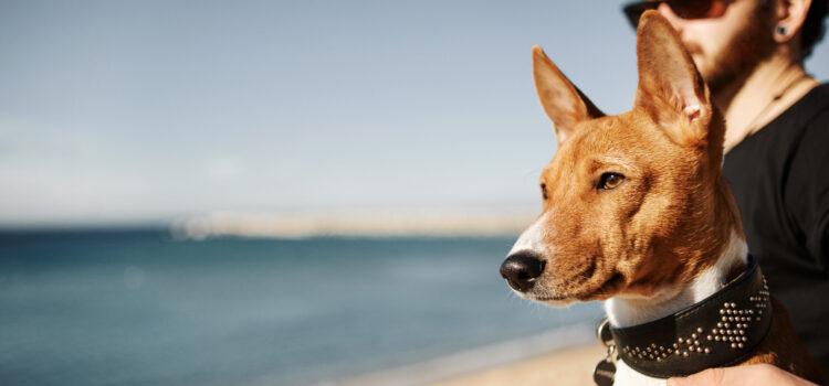 Verão: cuidados para garantir a saúde e bem-estar dos animais