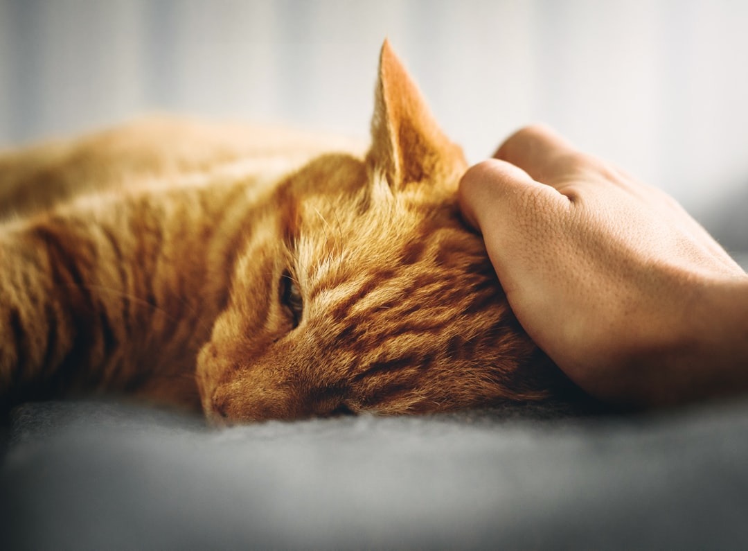 Como suspeitar que o cão ou gato pode ter doença renal?